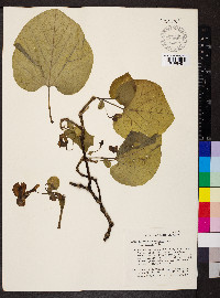 Aristolochia macrophylla image