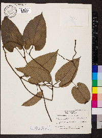 Aristolochia constricta image