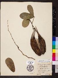 Aristolochia maxima image