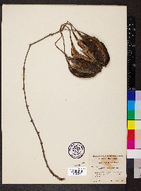 Aristolochia maxima image