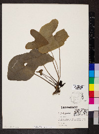 Hexastylis arifolia image