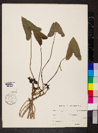 Hexastylis arifolia image