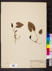Hexastylis arifolia image