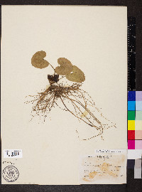 Asarum minus image