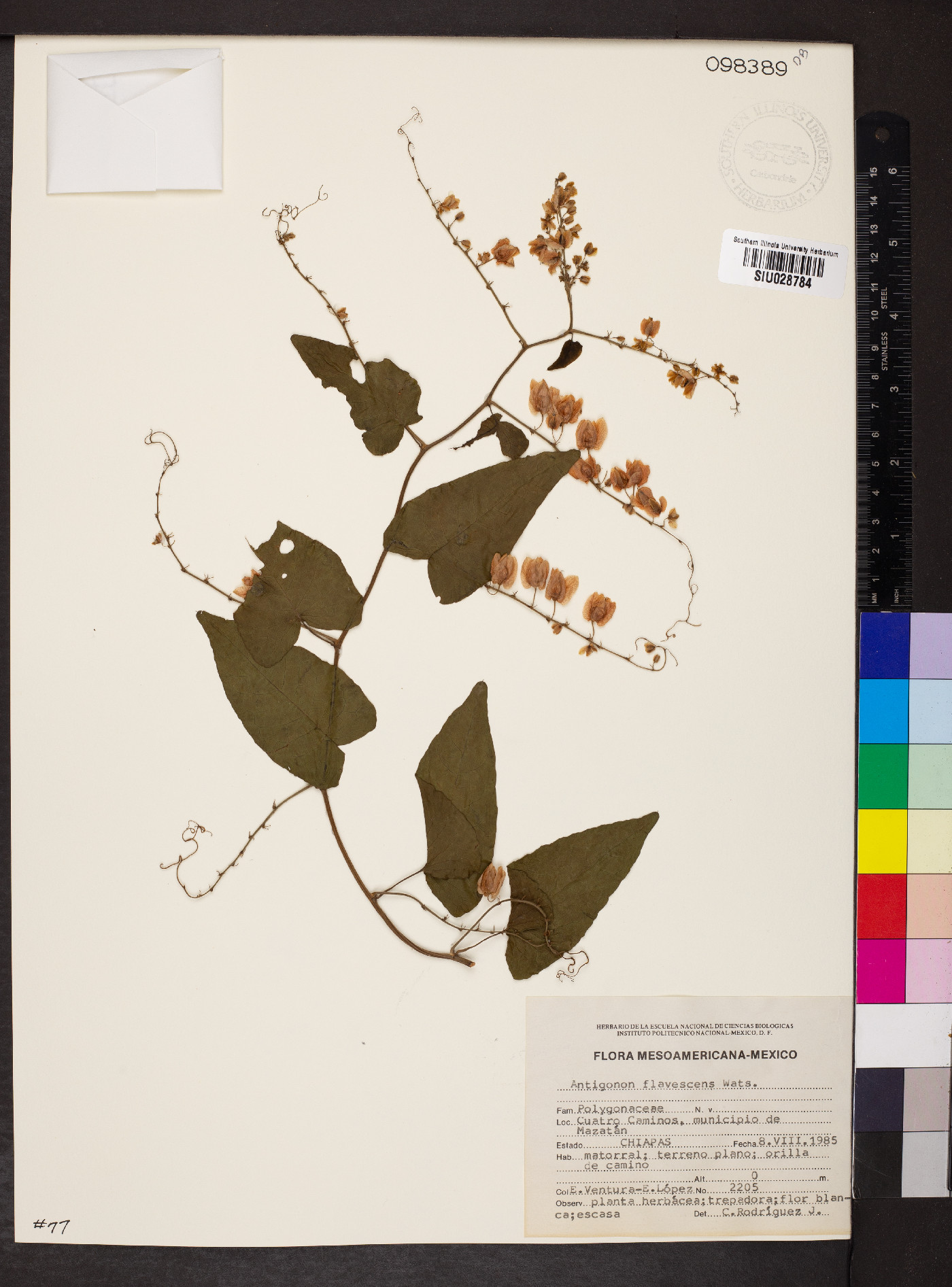 Antigonon flavescens image