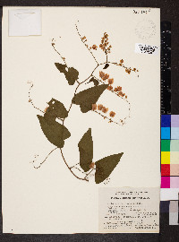 Antigonon flavescens image