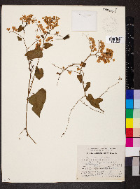 Antigonon flavescens image