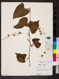 Antigonon leptopus image