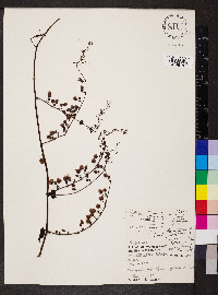 Antigonon leptopus image