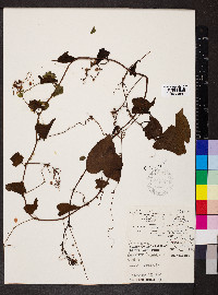 Antigonon leptopus image