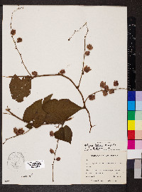 Antigonon leptopus image