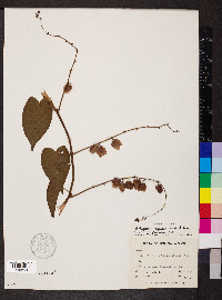 Antigonon leptopus image