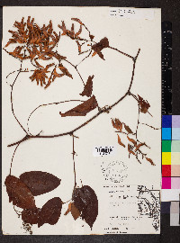 Brunnichia cirrhosa image
