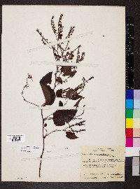 Brunnichia cirrhosa image