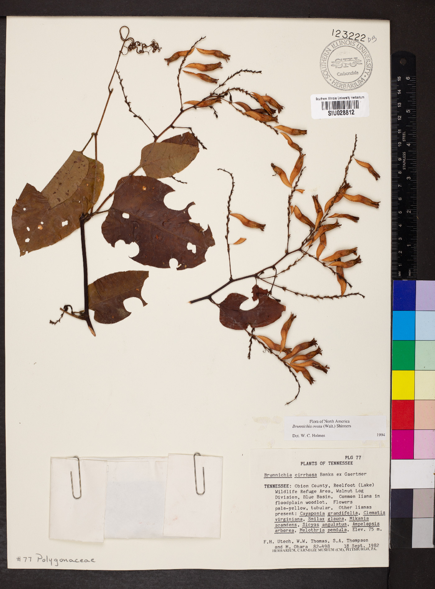 Brunnichia cirrhosa image