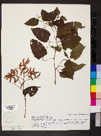 Brunnichia ovata image