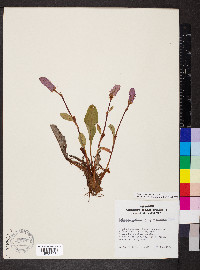 Polygonum bistorta image