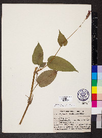 Persicaria amplexicaulis image