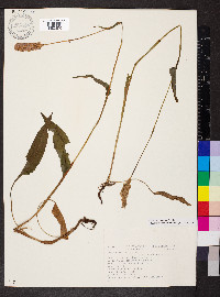 Polygonum bistorta image