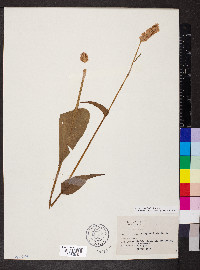 Polygonum bistorta image