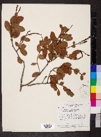 Coccoloba acrostichoides image