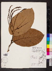 Coccoloba belizensis image