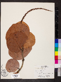 Coccoloba uvifera image