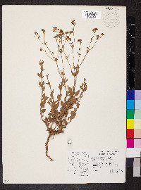 Eriogonum abertianum image