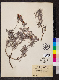 Eriogonum arborescens image