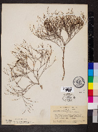 Eriogonum baileyi image