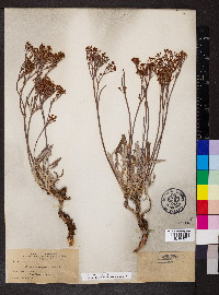 Eriogonum campanulatum image