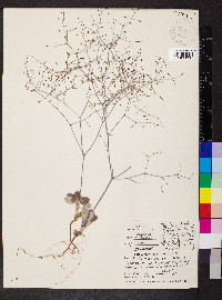 Eriogonum cernuum image