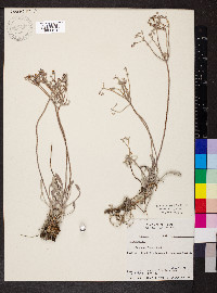 Eriogonum flavum image