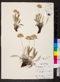 Eriogonum flavum image