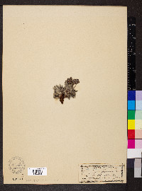 Eriogonum flavum image