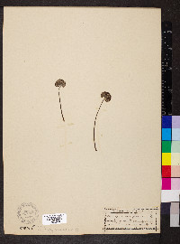 Eriogonum flavum image