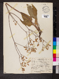 Eriogonum elatum image