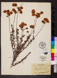 Eriogonum fasciculatum image