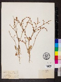 Eriogonum gracile image