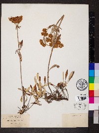 Eriogonum heracleoides image