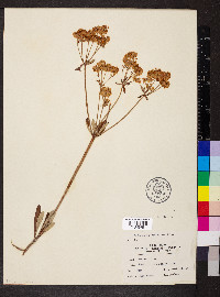 Eriogonum heracleoides image