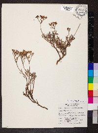 Eriogonum microtheca image