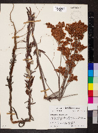 Eriogonum multiflorum image