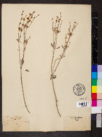 Eriogonum niveum image