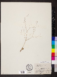 Eriogonum tenuissimum image