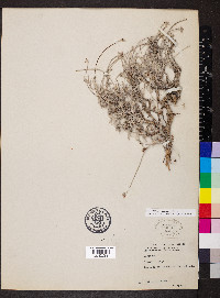 Eriogonum multiceps image