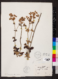 Eriogonum tomentosum image