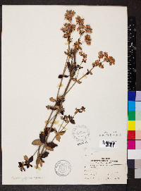 Eriogonum tomentosum image