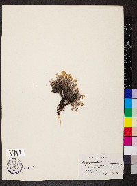 Eriogonum thymoides image