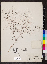 Eriogonum trichopes image